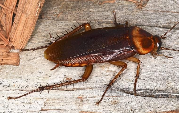 The Biblical Meaning of Killing Cockroaches in Dreams